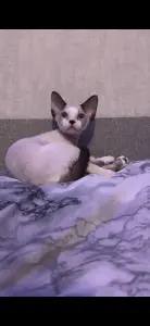 Котенок Девон Рекс