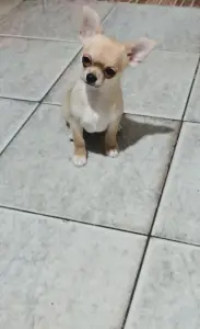 Чихуахуа щенок
