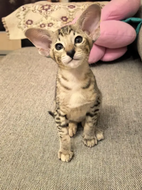 Ориентальный котенок