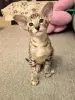 Ориентальный котенок