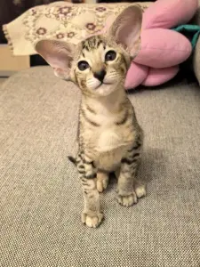 Ориентальный котенок