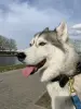 СобакаХаска