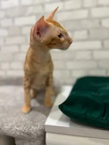 Ориентальные котята