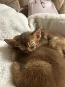 Абиссинские котята