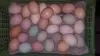 ЯЙЦА куриные  породных мясо-яичных птиц инкубац., яйца индоуток
