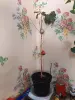 Кофейное дерево Coffee 85 см плодоносящий