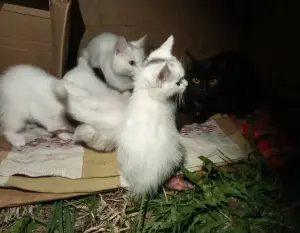 Кошки и котята в дар