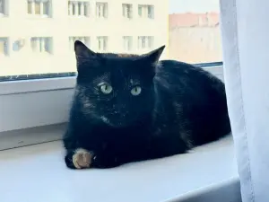 Кошка Пеструшка ищет дом