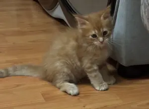 Котята Мейн кун
