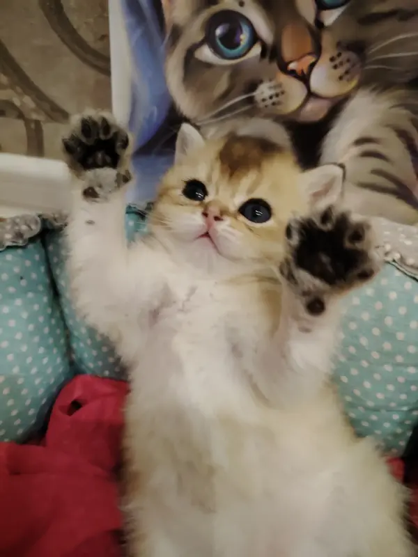 Котики