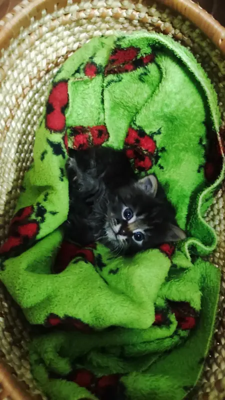 Котенок