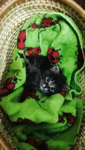 Котенок