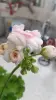 Герань цветущая 'Юг-Принцесса Грейс'