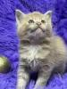 Мейн-Кун чистокровные котята