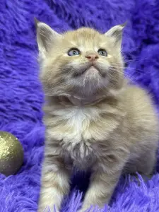 Мейн-Кун чистокровные котята