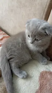 Шотландские вислоухие котята