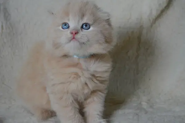 Шотландские Вислоухие и Прямоухие Котята