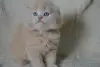 Шотландские Вислоухие и Прямоухие Котята