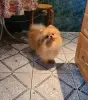 Шпиц шикарный мишка.