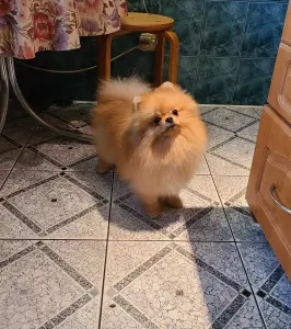Шпиц шикарный мишка.