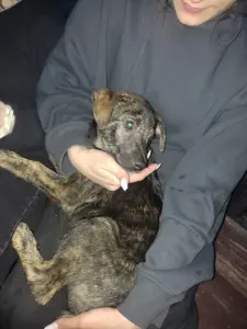 Щенки