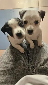 Собака