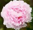 user_58251