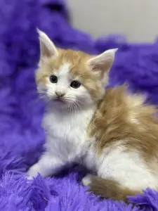 Мейн-Кун чистокровные котята