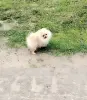 Девочка померанского шпица