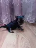 Девочка йоркширского терьера