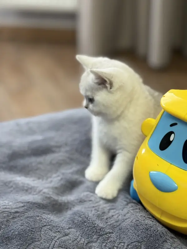 Шотландский прямоухий котенок