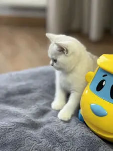 Шотландский прямоухий котенок