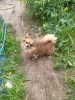 Счастье на ладошке щенули чихуахуа