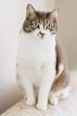 Коты кошки