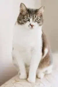 Коты кошки