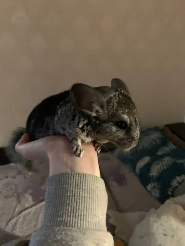 Продам шиншиллу