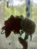Цветы