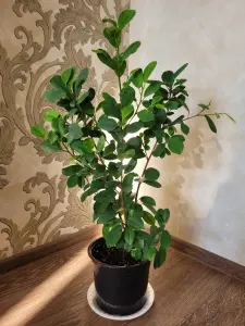 Фикус ''Мокламе''