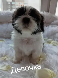 Ши-тцу