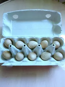 Яйцо кеклика инкубационное