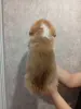 Вельш-корги-пемброк