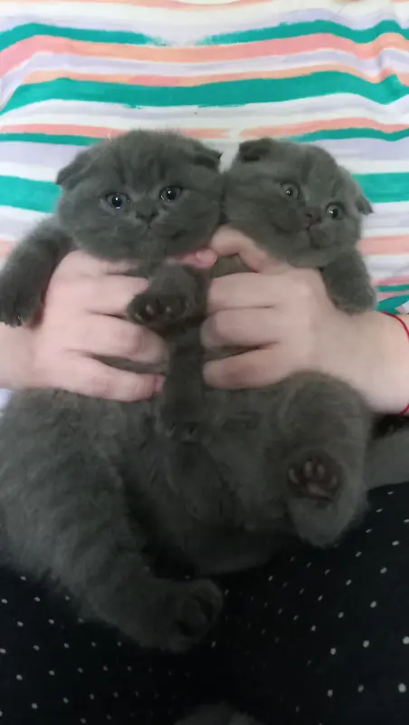 Вислоухие котята