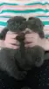 Вислоухие котята