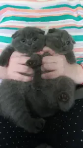 Вислоухие котята