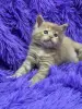 Мейн-Кун чистокровные котята