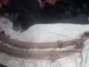рессоры ГАЗ-24