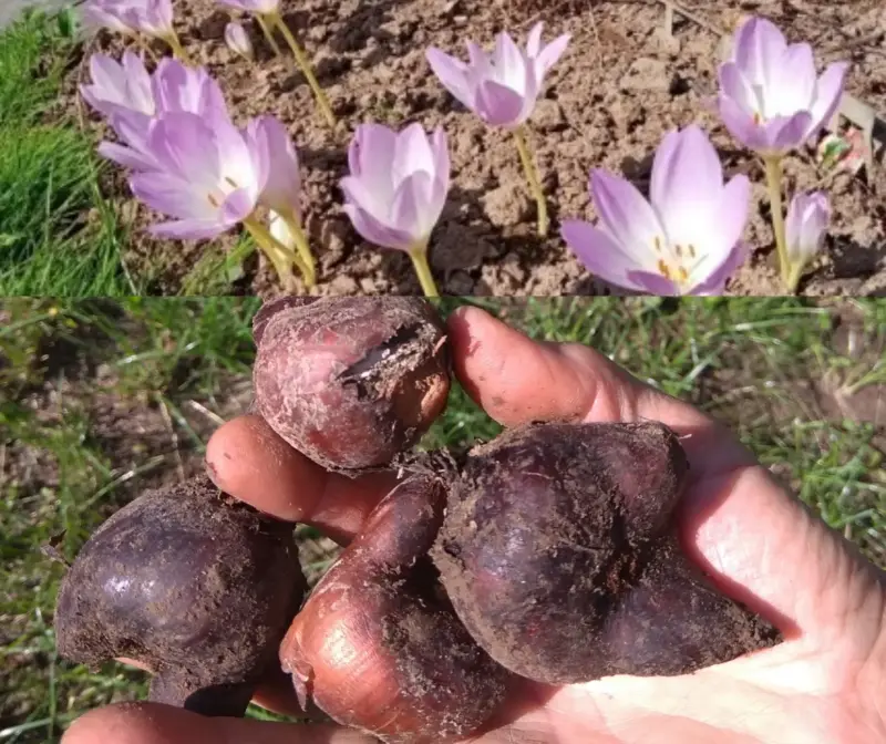 Лилии,ромашка,пион,крыжовник,Ежевика,