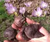 Лилии,ромашка,пион,крыжовник,Ежевика,