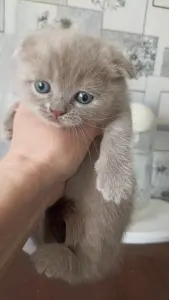 Шотландские вислоухие котята