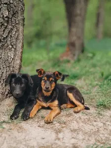 Щенок